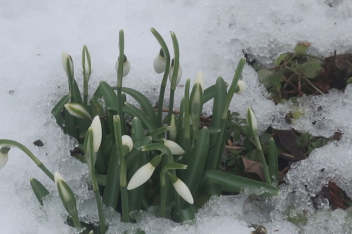 2026-02-01_Galanthus elwesii 2_Augsburg.jpg