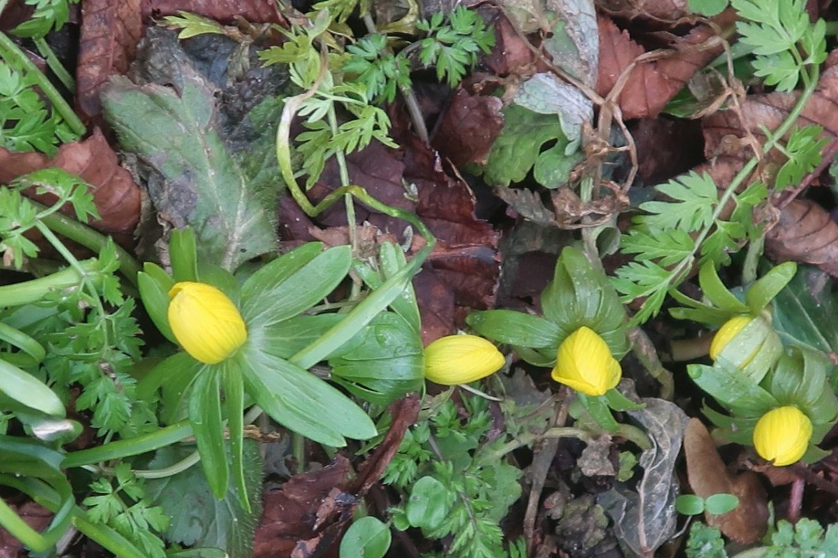 2026-02-01_Eranthis hyemalis 1_Augsburg.jpg