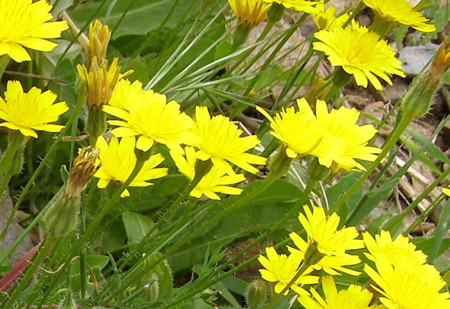Hypochaeris achyrophorusk.jpg