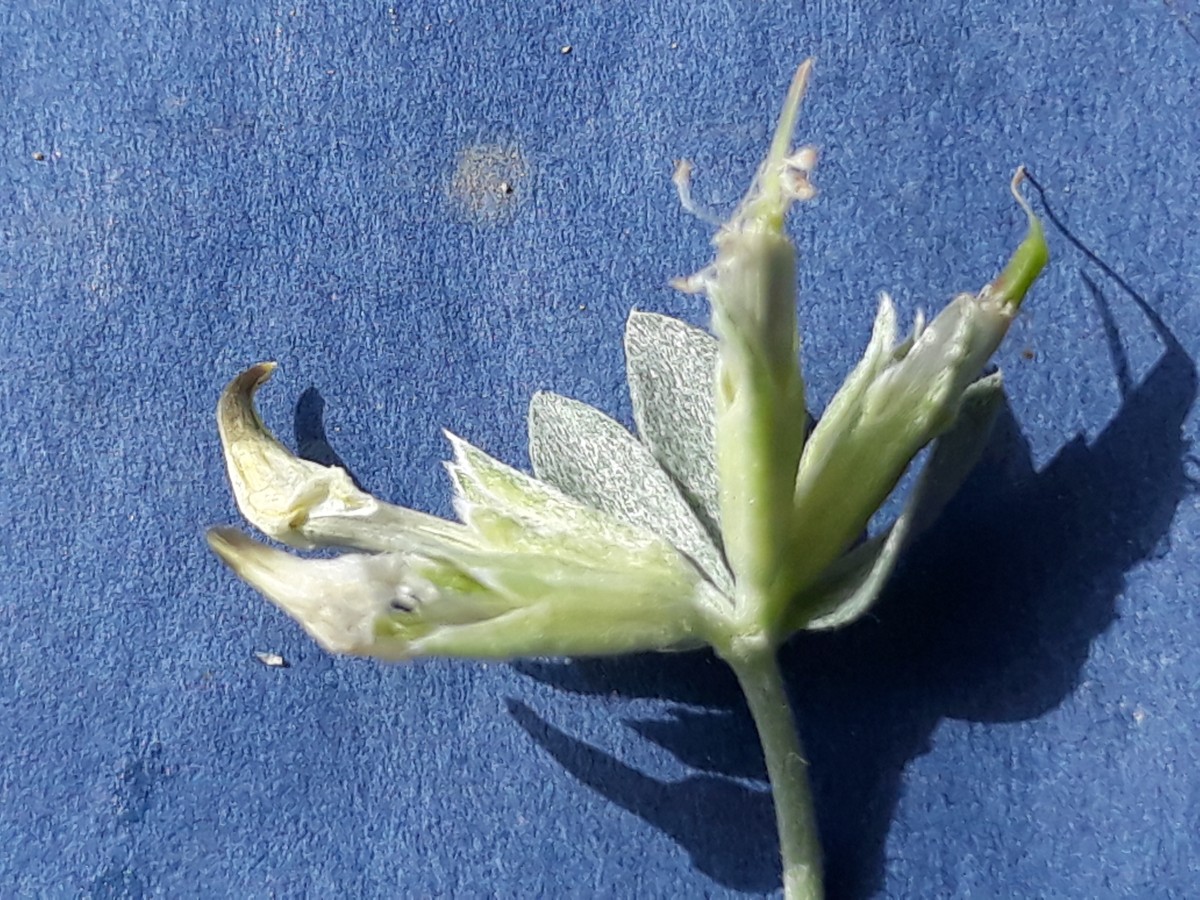 20200321_150317. gekrümmt.jpg