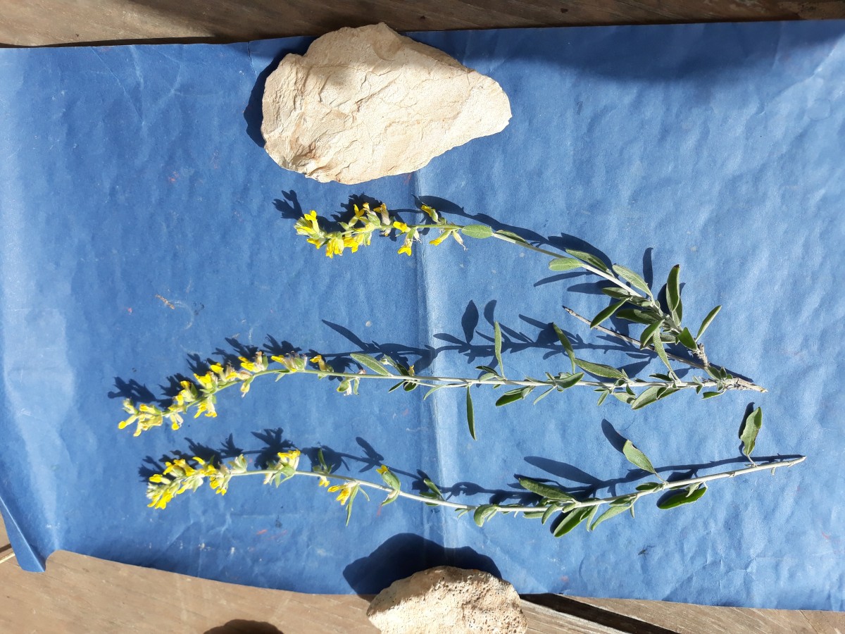 20200321_143956.jpg  Anthyllis cytisoides  lange lätter   x Kopie.jpg