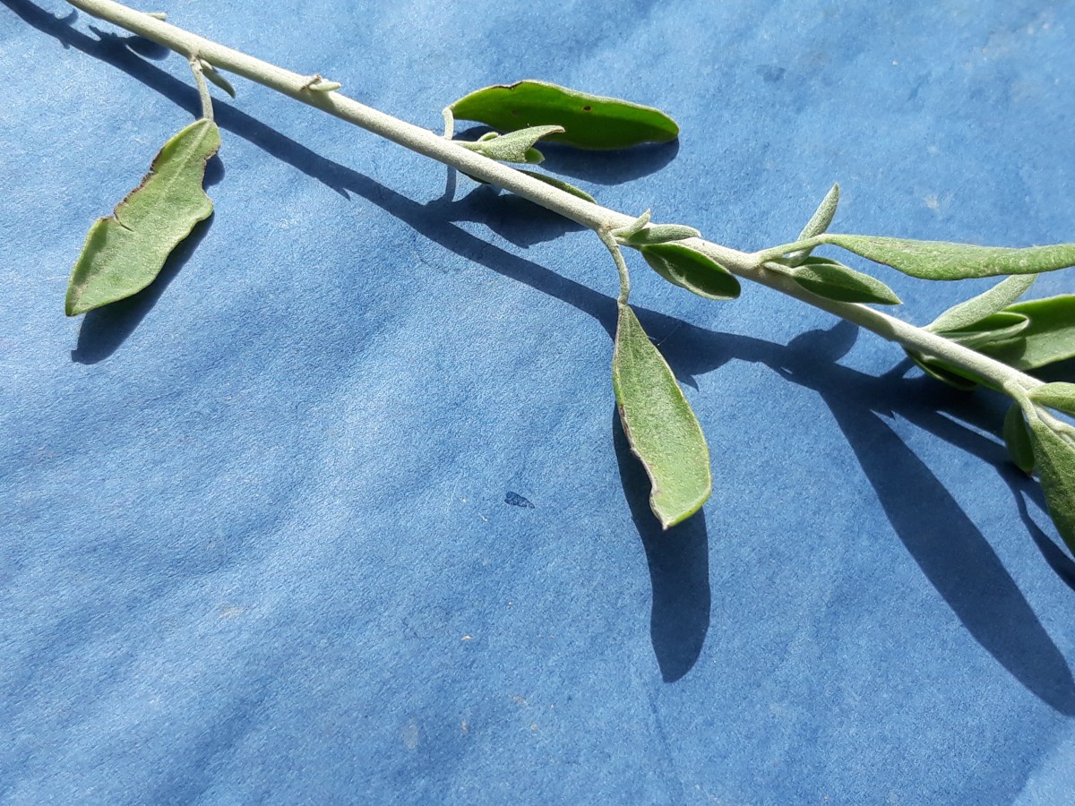 20200321_144115.jpg         x Kopie.jpg