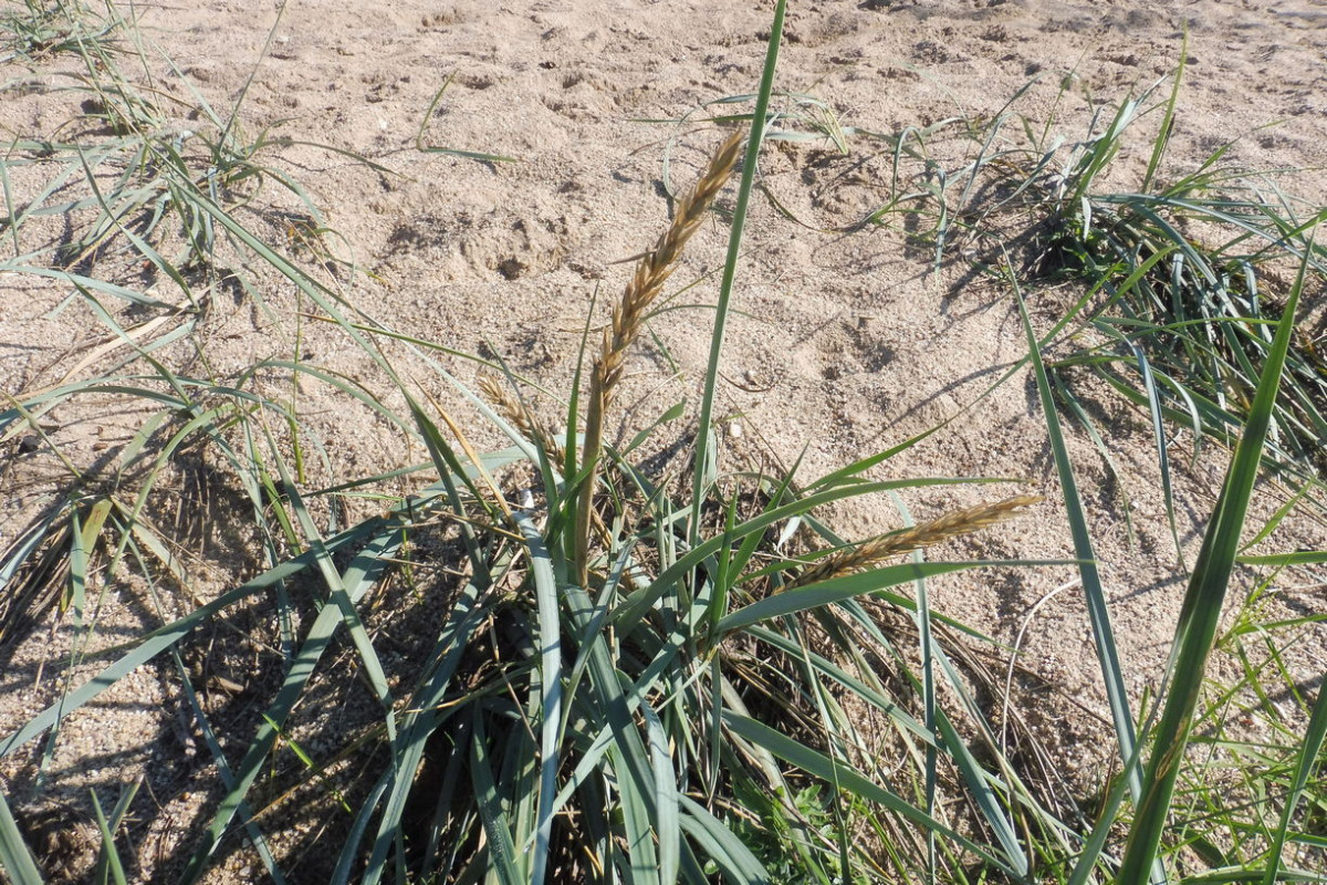 Leymus arenarius Strand-Roggen 1.JPG