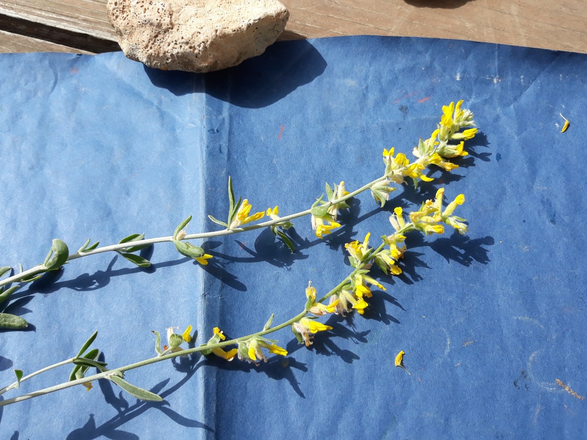 20200321_144227 Kopie.jpg