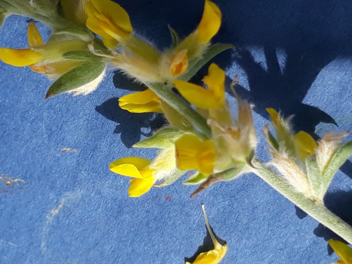 20200321_144404.jpg          x Kopie.jpg