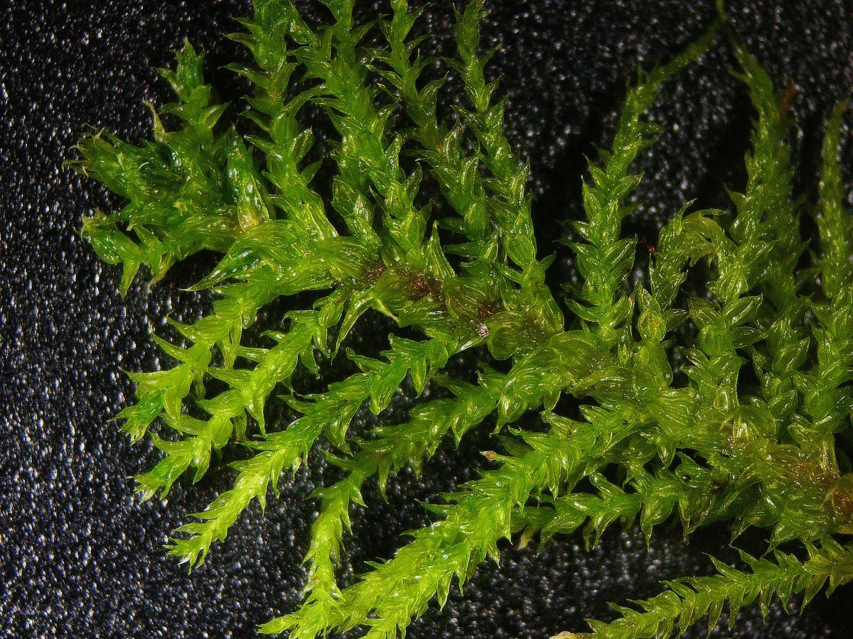 Stämmchen Nahansicht