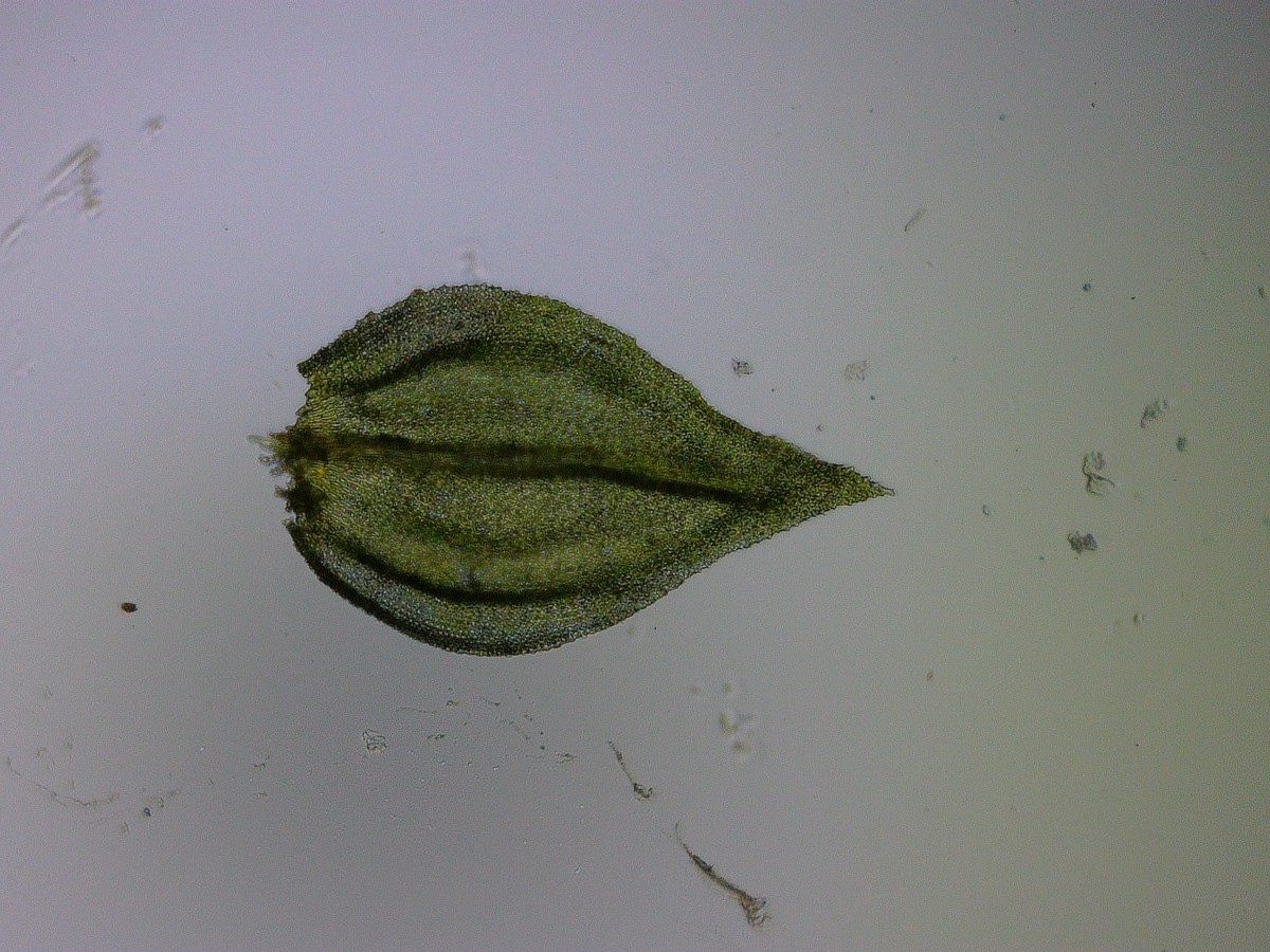 Blättchen Seitenast