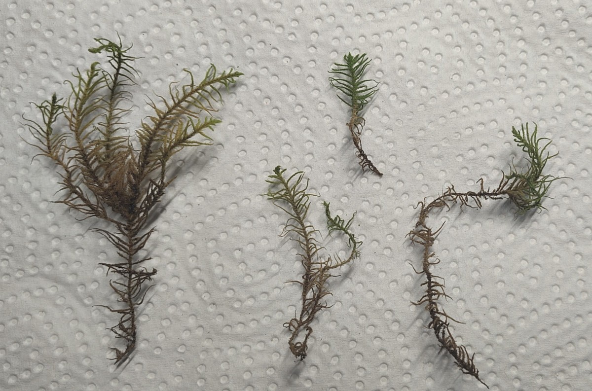 Gametophyt (trocken)