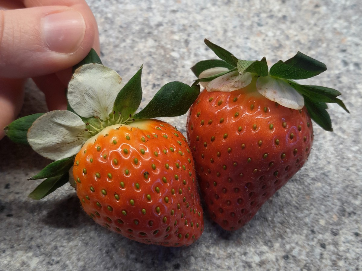 erdbeeren_mit_bluetenblaettern_2026-02-10 (1)_psd.jpg (898.66 KiB) 17 mal betrachtet erdbeeren_mit_bluetenblaettern_2026-02-10 (1)_psd.jpg