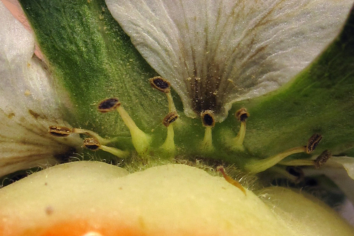 erdbeeren_mit_bluetenblaettern_2026-02-10 (5)_psd.jpg