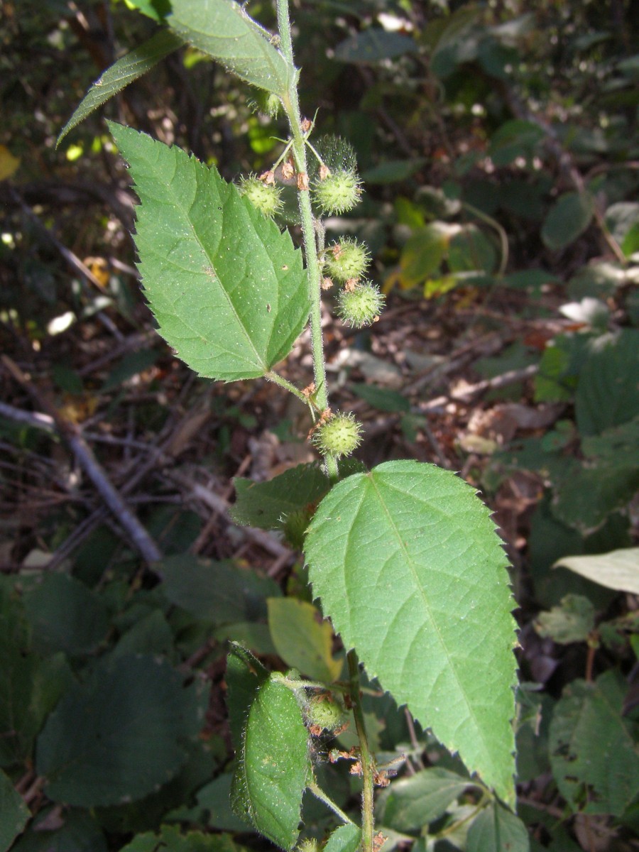 Triumfetta (4)_cr.JPG