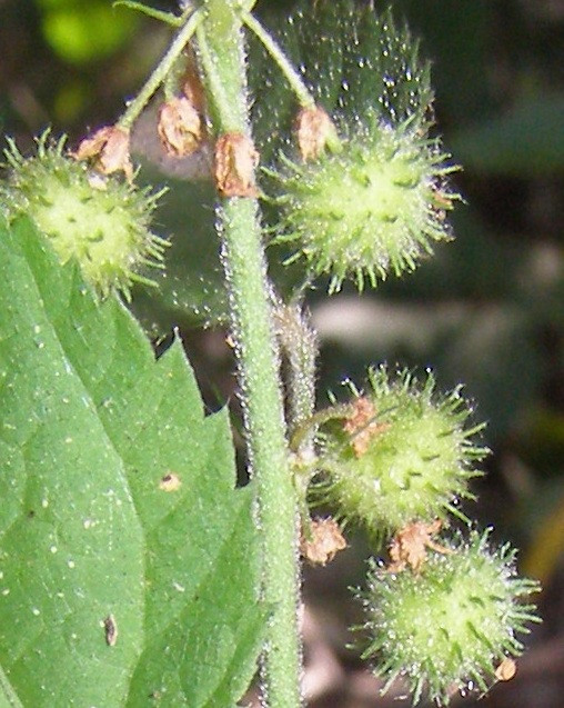 Triumfetta (4)_crk.jpg