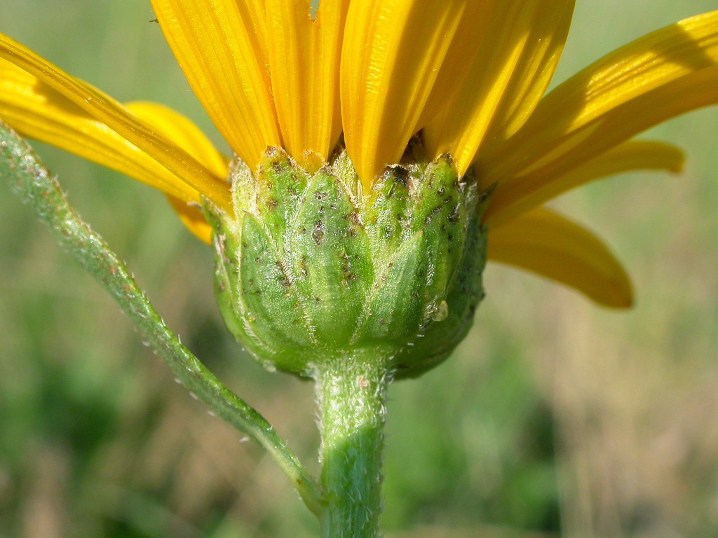 Helianthus pauciflorus Matt Lavin 1.jpg