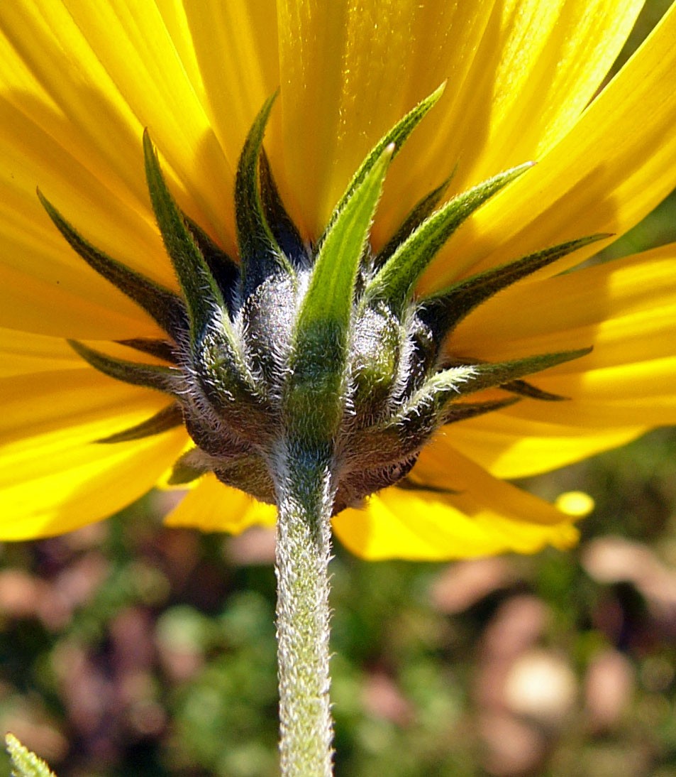 Helianthus tuberosus TMey P1360715.JPG