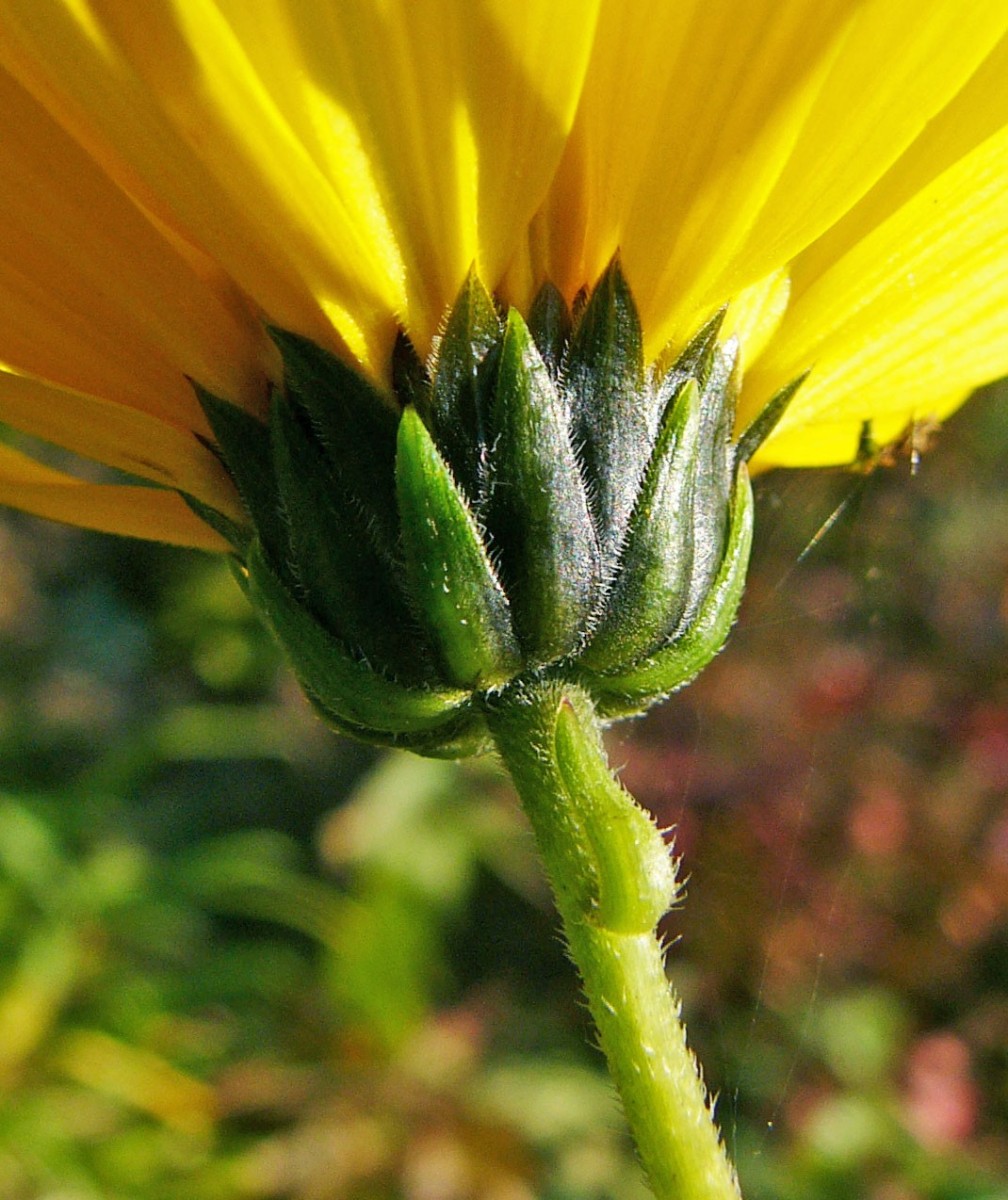 Helianthus x laetiflorus TMey P1360749.JPG