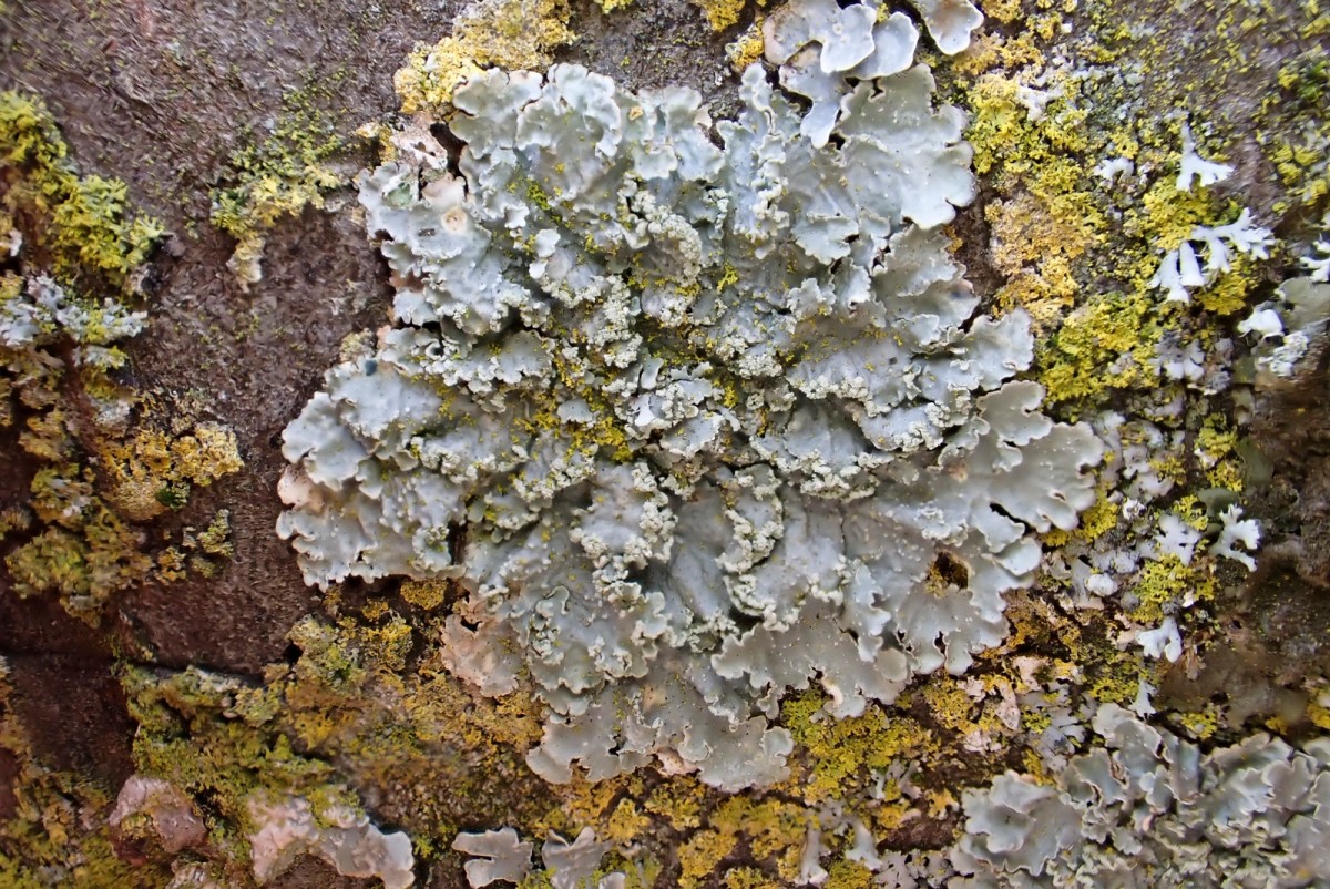 k-Punctelia jeckeri_01.jpg