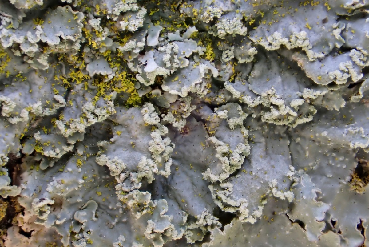 k-Punctelia jeckeri_02.jpg