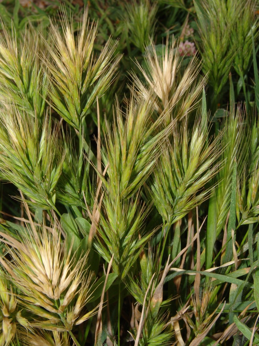 Bromus rubens Cypern Akamas AvakasGorge G1.jpg