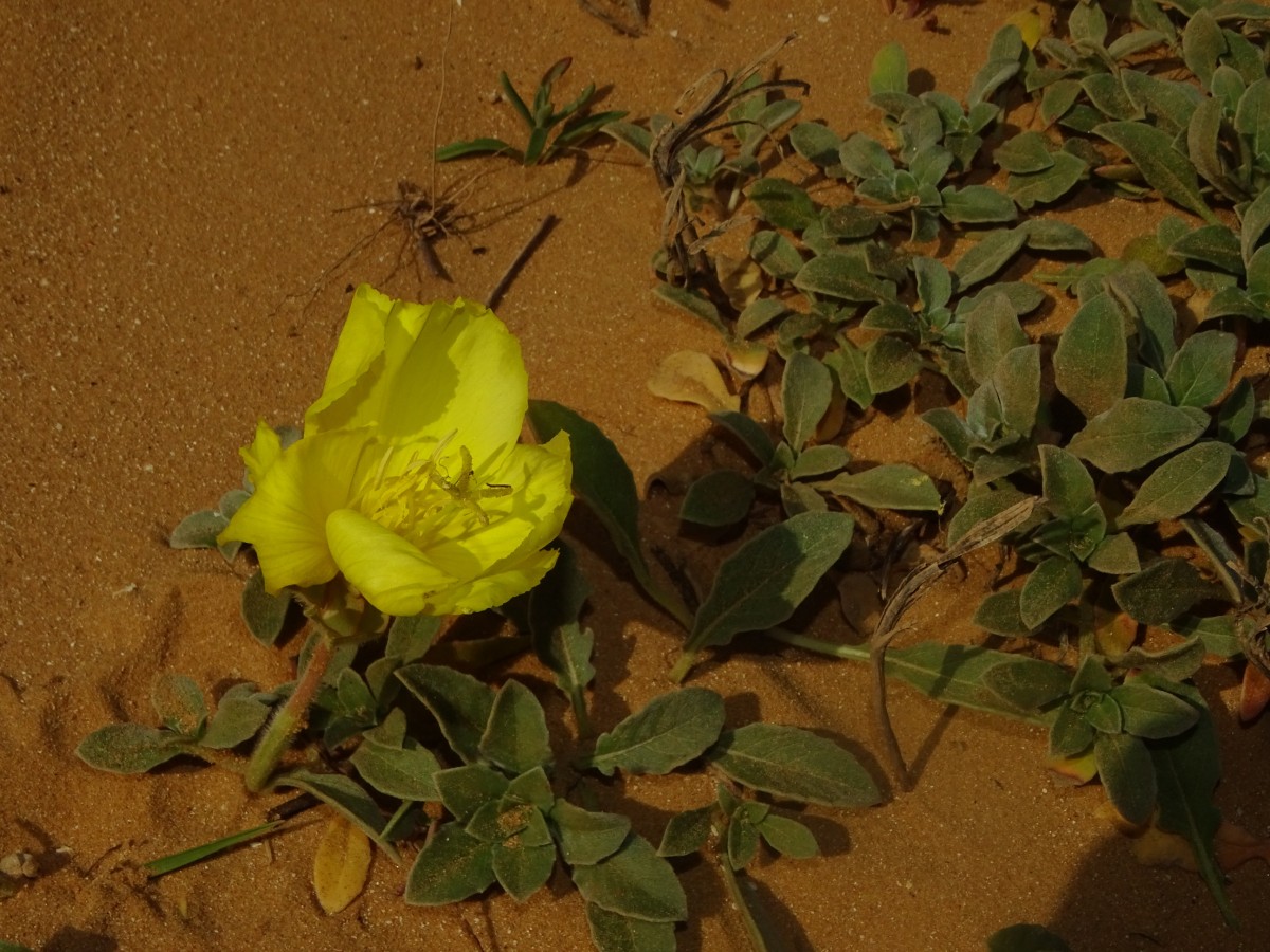 Oenothera drummondii 2 (1).JPG