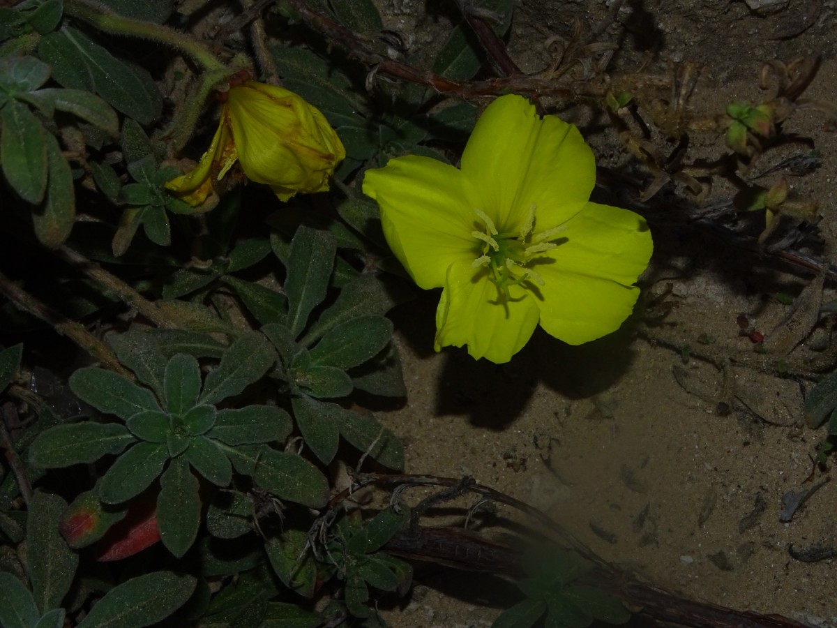Oenothera drummondii.JPG
