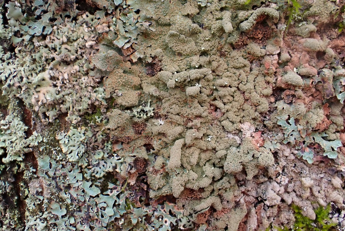 k-Parmelia saxatilis_01.jpg