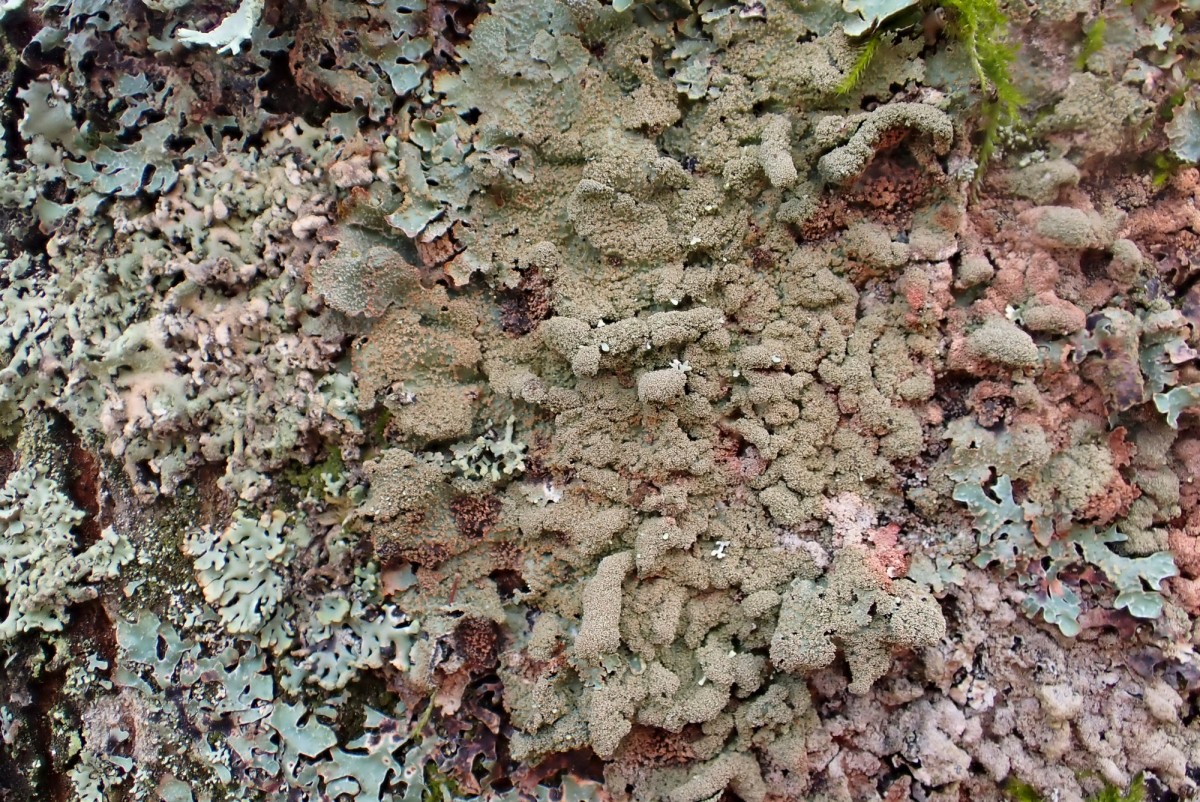 k-Parmelia saxatilis_02.jpg