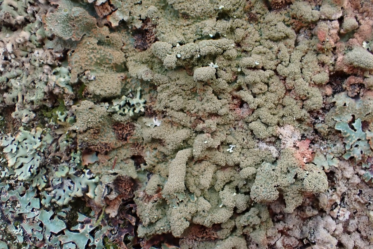 k-Parmelia saxatilis_03.jpg