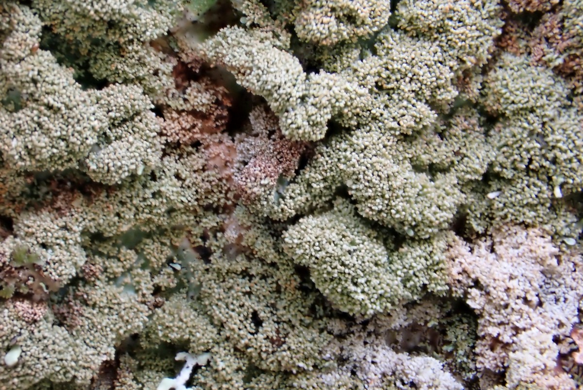 k-Parmelia saxatilis_04.jpg