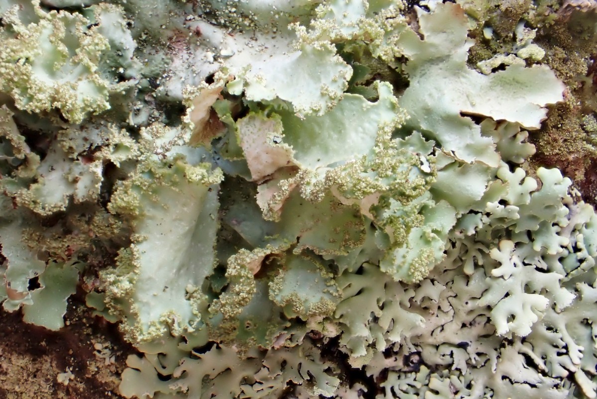 k-Platismatia glauca_02.jpg