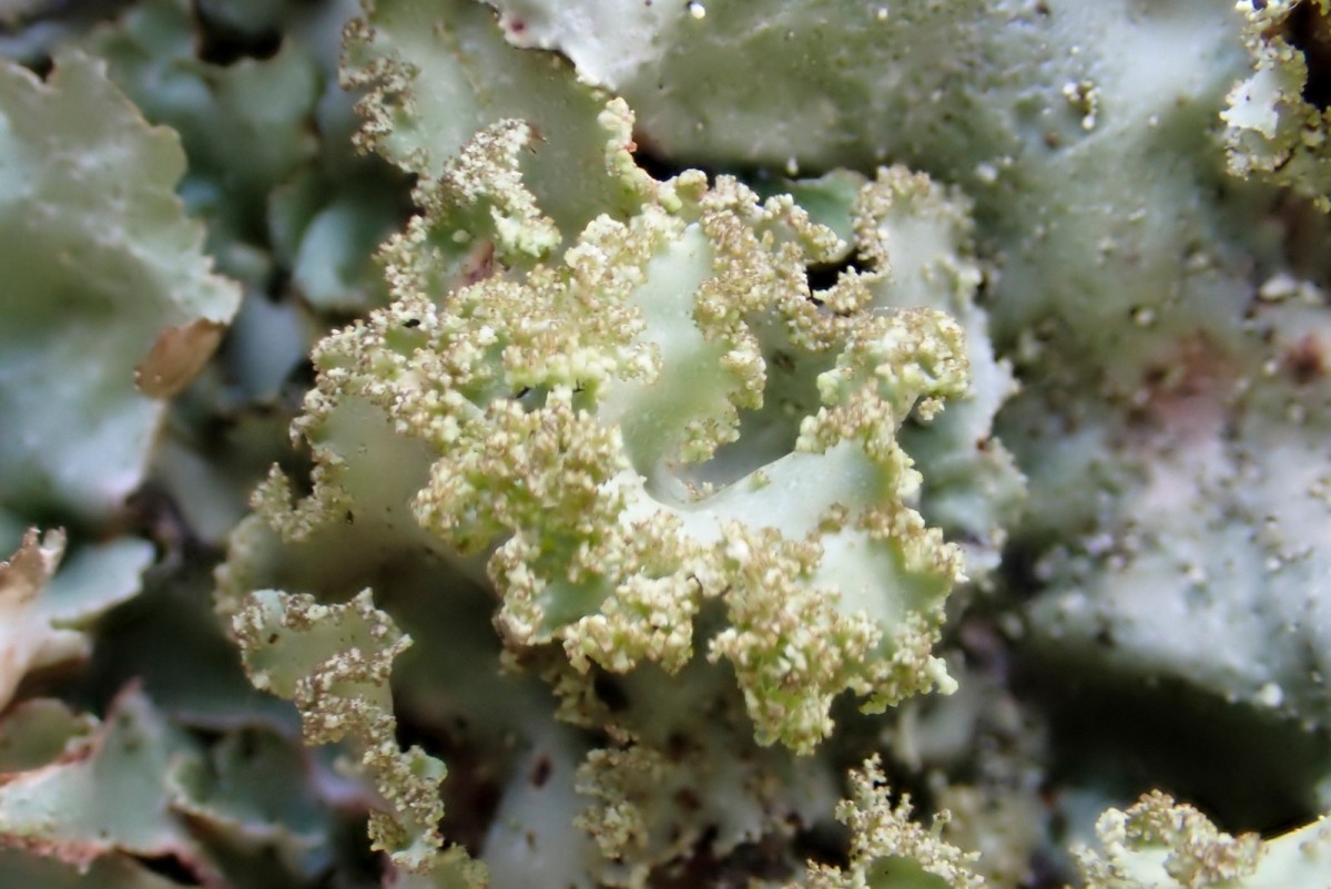 k-Platismatia glauca_03.jpg