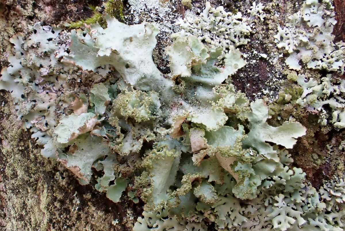 k-Platismatia glauca_04.jpg