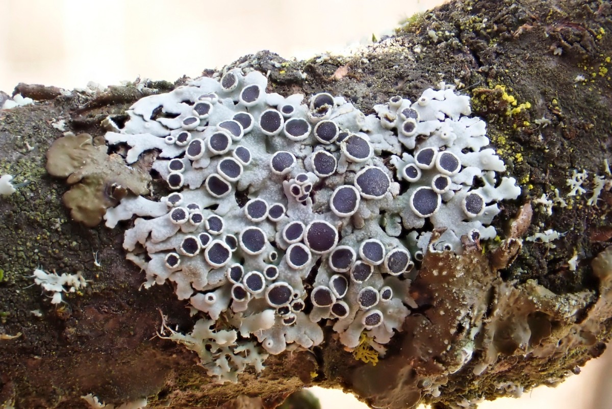 k-Physcia aipolia_01.jpg