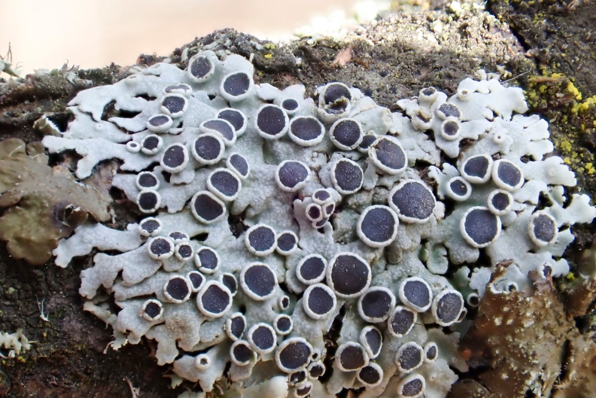 k-Physcia aipolia_02.jpg