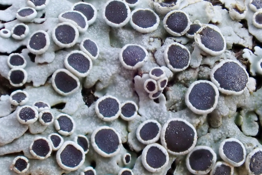 k-Physcia aipolia_03.jpg