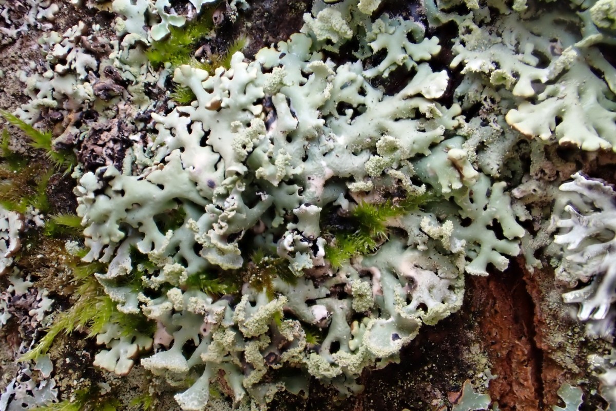 k-Hypogymnia physodes_01.JPG