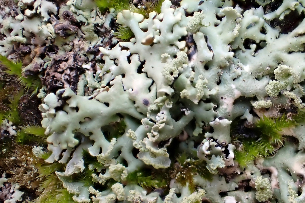 k-Hypogymnia physodes_02.jpg