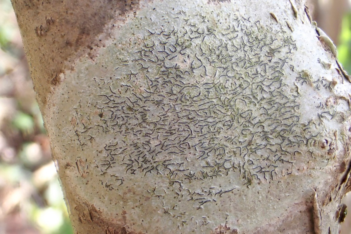 k-Graphis scripta _01.jpg