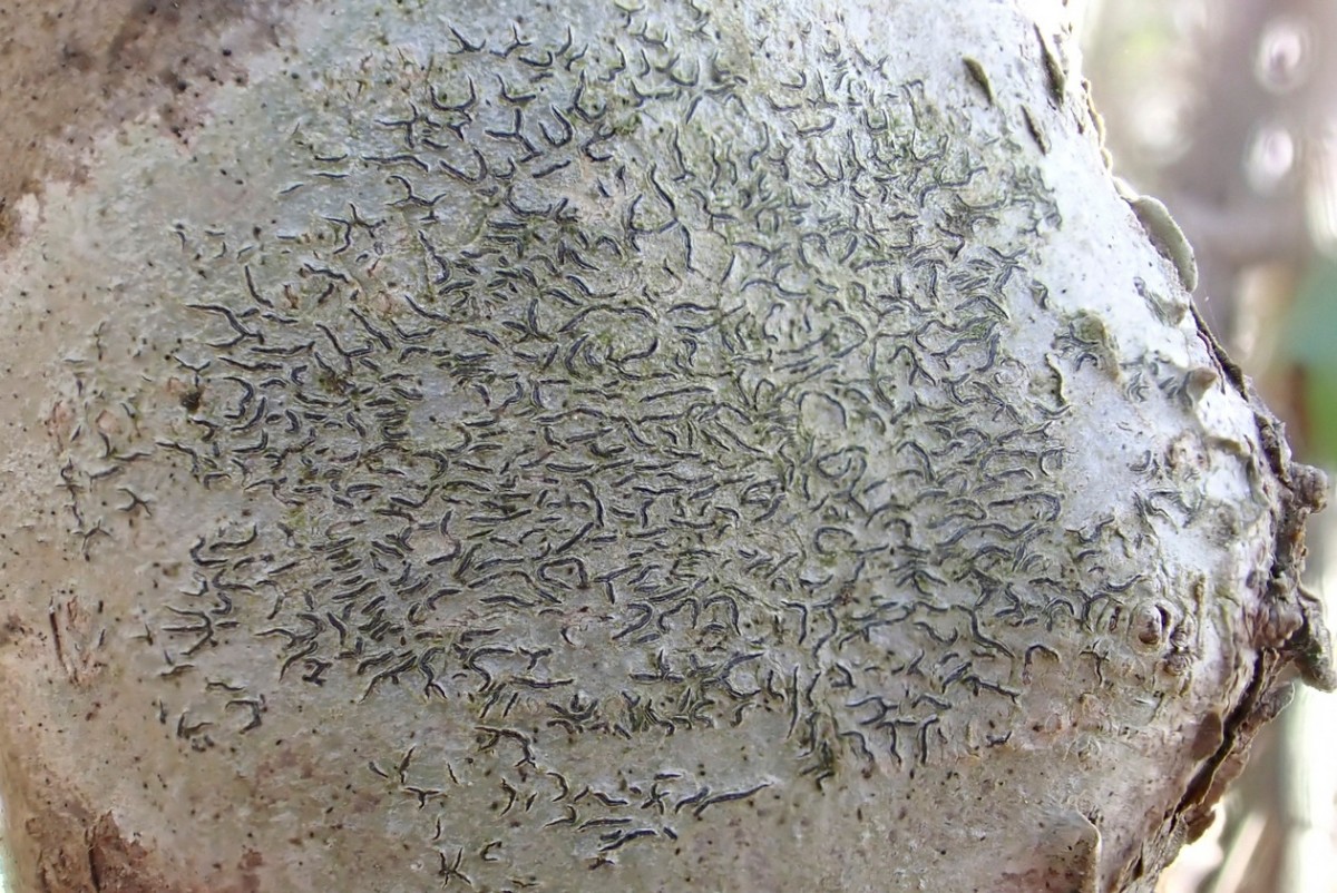 k-Graphis scripta _02fa.jpg