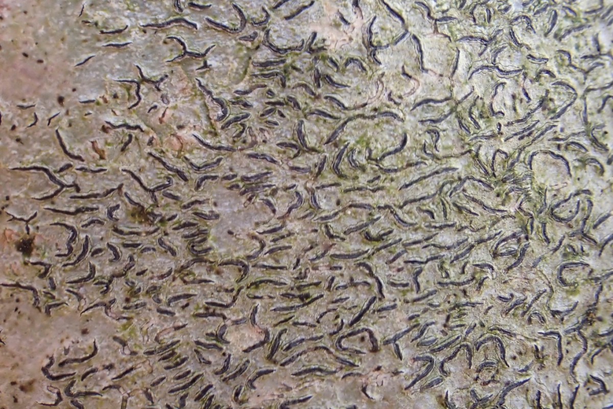 k-Graphis scripta _03.jpg