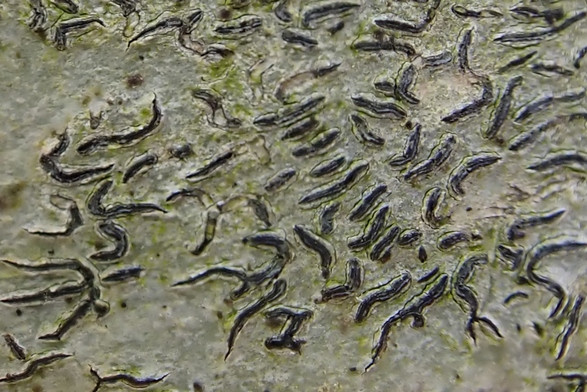 k-Graphis scripta _04.jpg