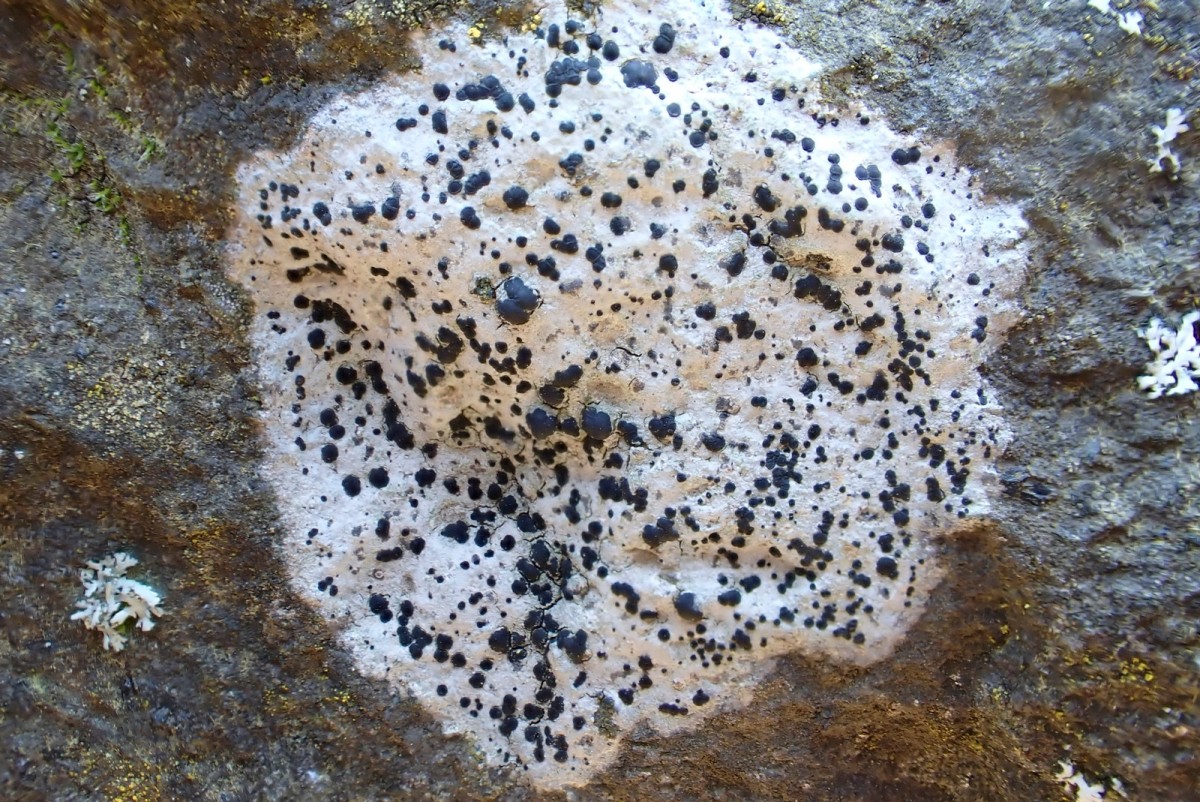 k-Porpidia crustulata_01.jpg