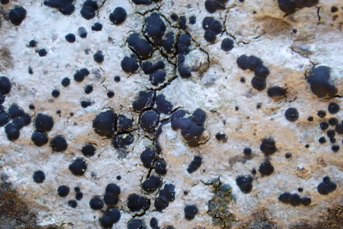 k-Porpidia crustulata_02.jpg