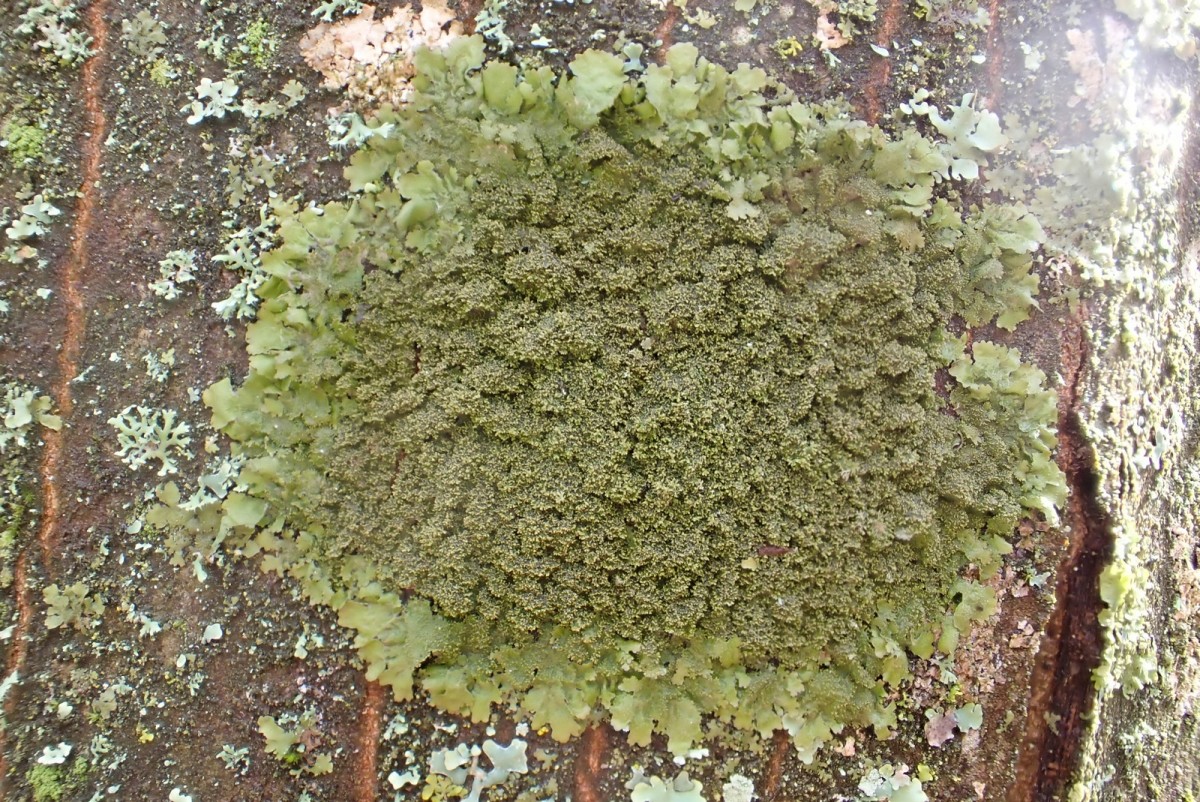 k-Melanohaela elegantula_01.jpg