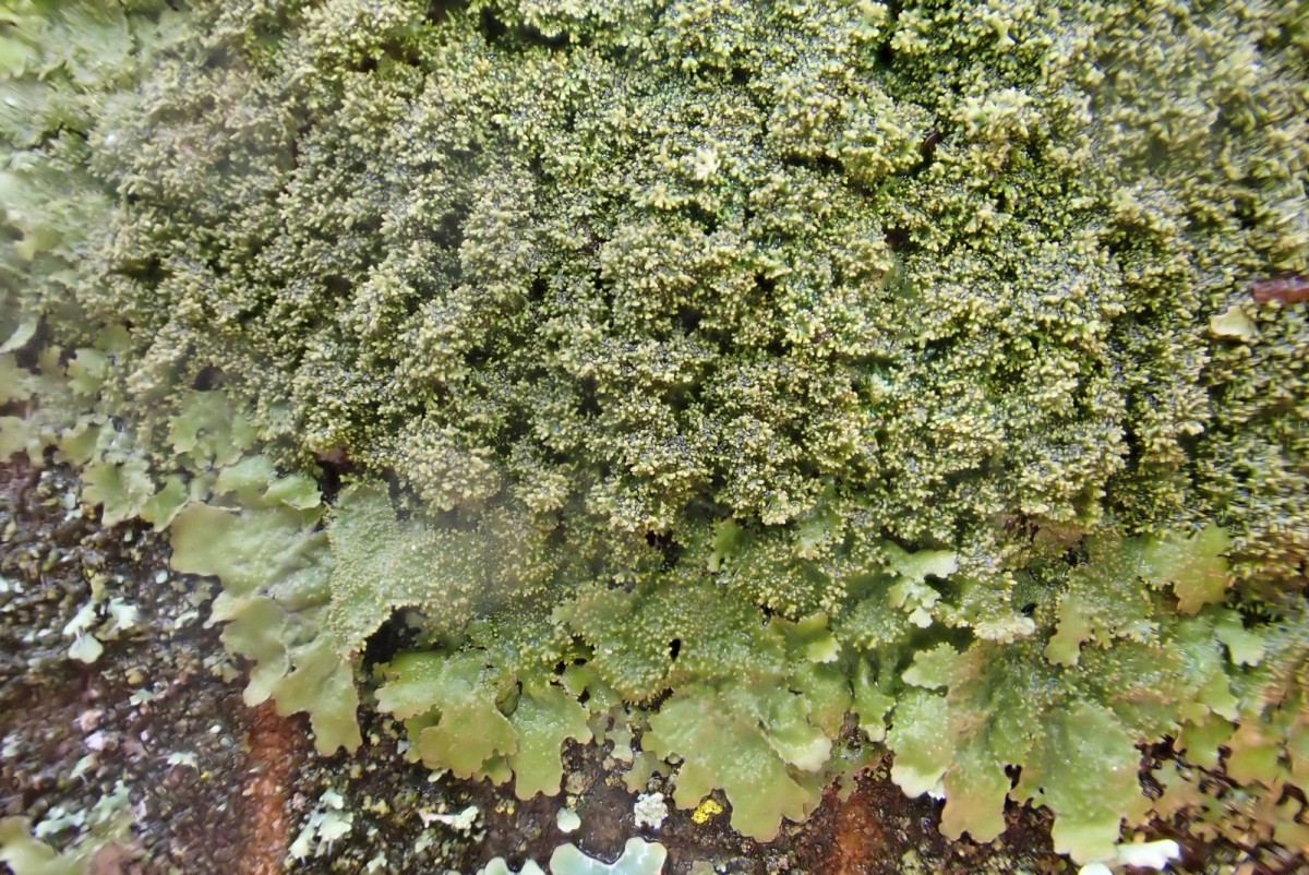 k-Melanohaela elegantula_02.jpg