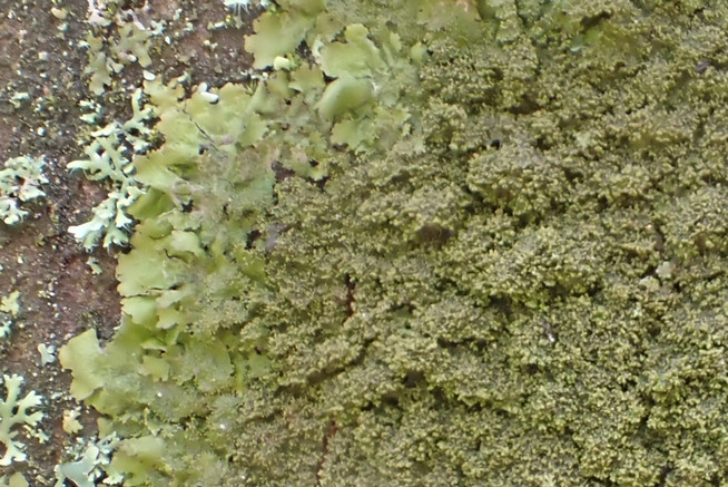 k-Melanohaela elegantula_03.jpg