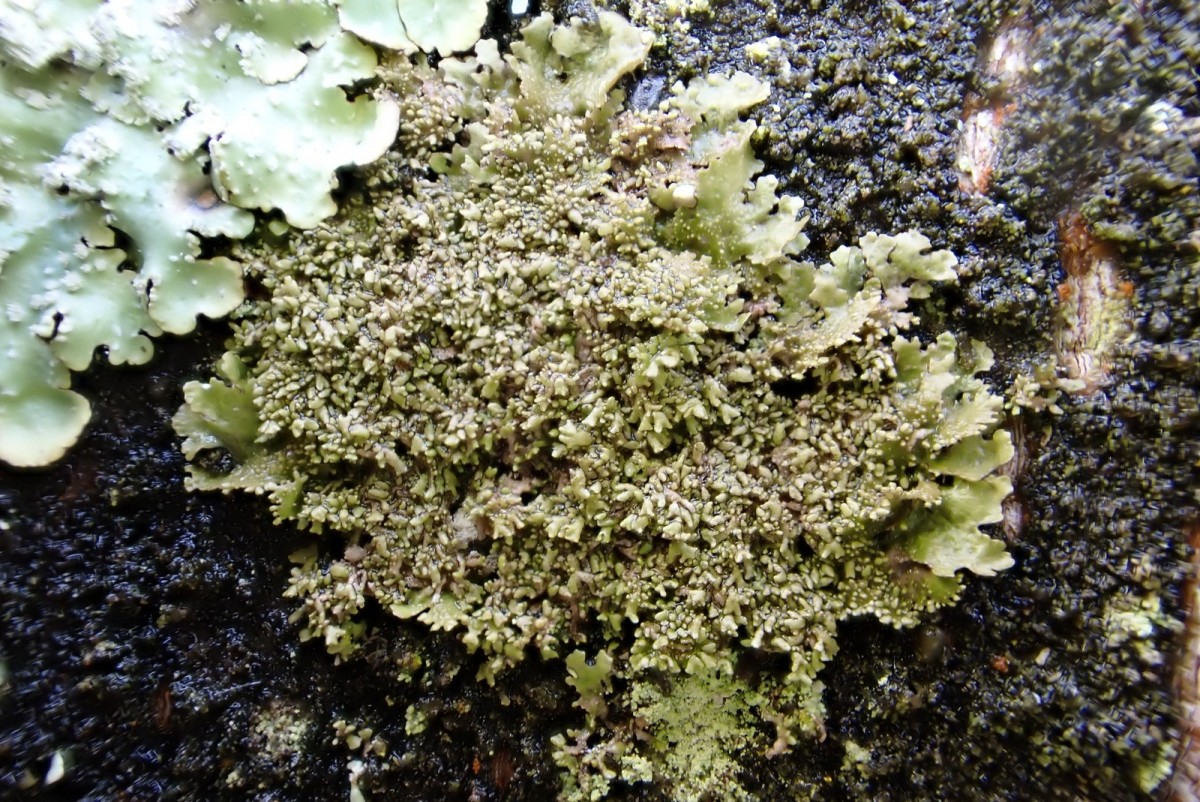 k-Melanohaela exasperatula_01.JPG