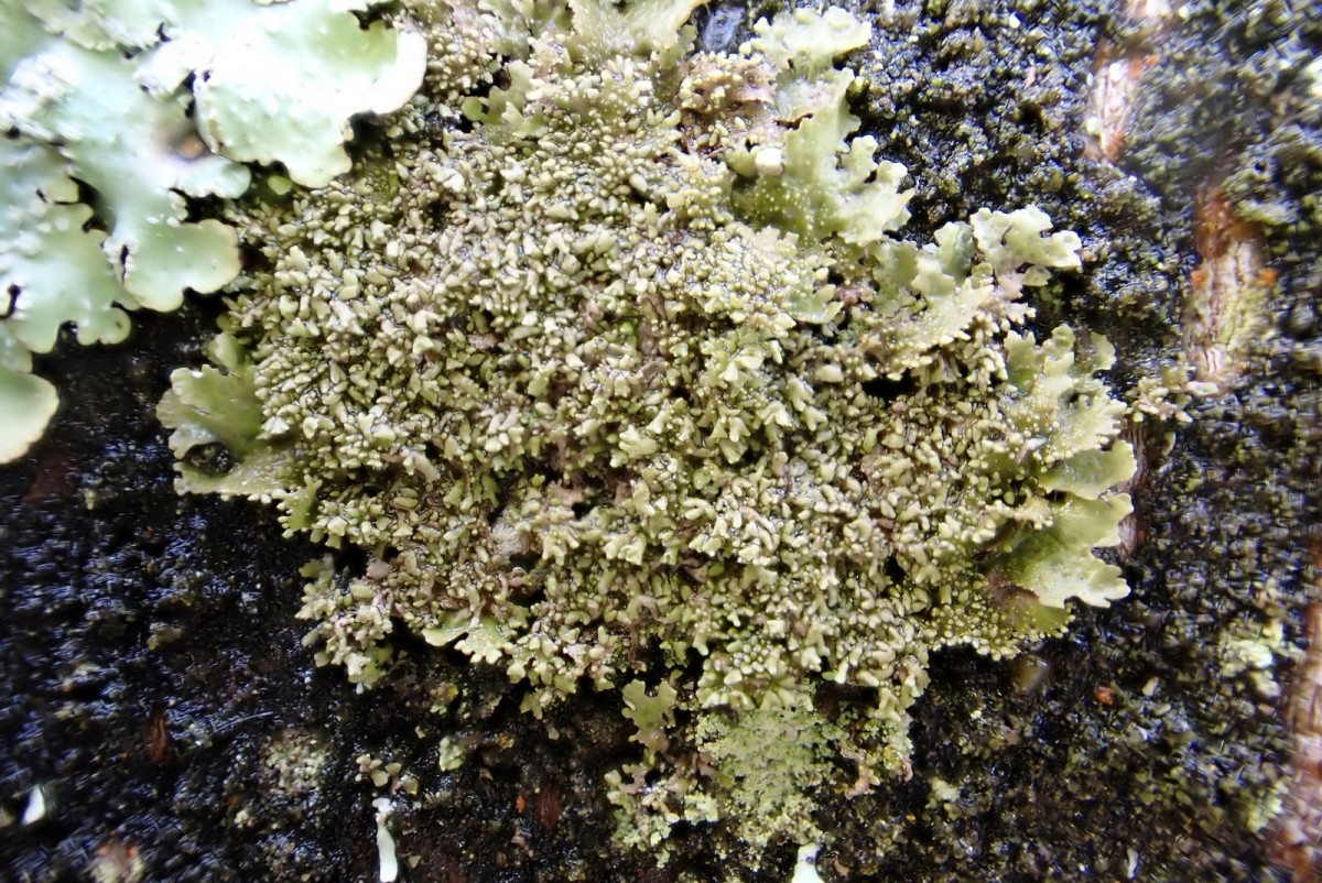 k-Melanohaela exasperatula_02.jpg