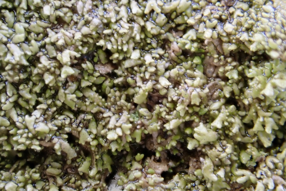 k-Melanohaela exasperatula_03.jpg