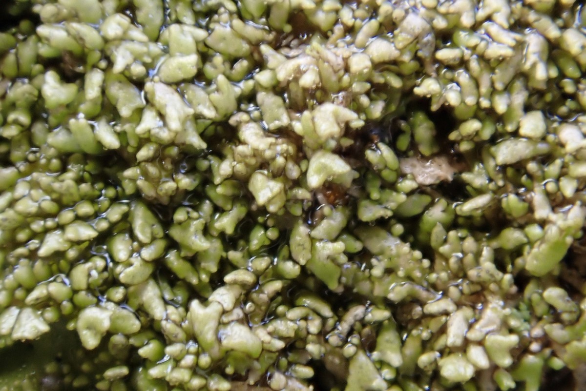 k-Melanohaela exasperatula_04.jpg