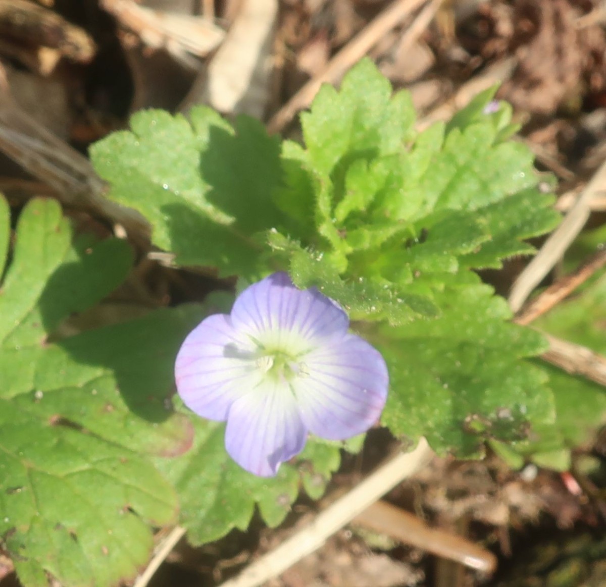 2026-02-26_Veronica persica 1_Augsburg.jpg